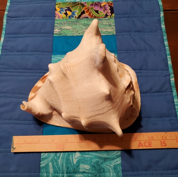 Large Beautiful Natural Conch Shell 9 Inches - Picture 3 of 9